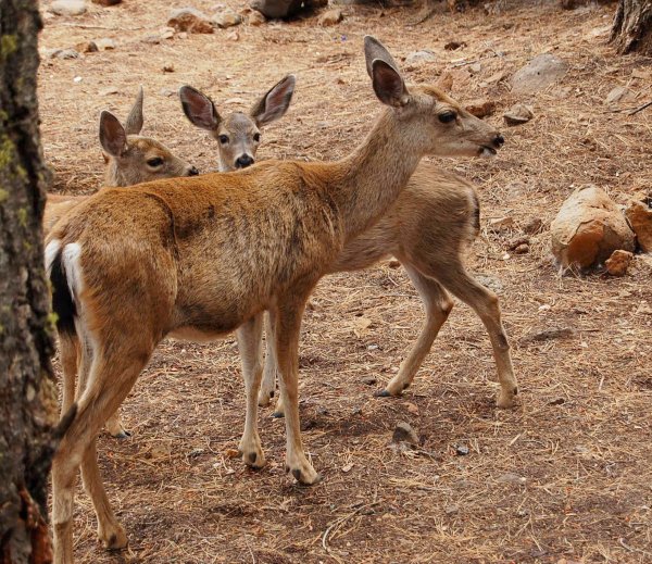 08_deer_doe_fawns1.jpg - 2008