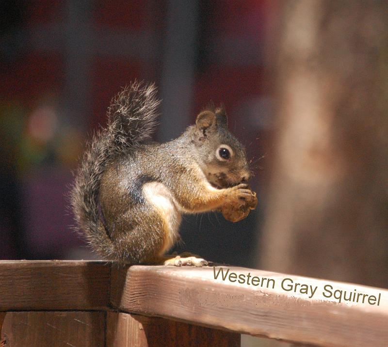 alm12_6807.jpg - chows down on my railing-2012