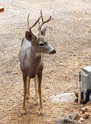 08_deer_stag1